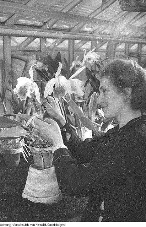 Dresden, Pillnitz. Versuchsanstalt, Gewächshäuser, Mai 1952