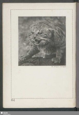 Die Wildkatze