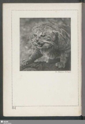 Die Wildkatze