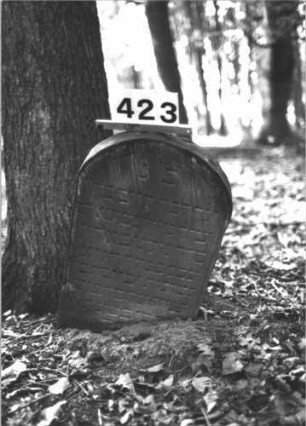 Grabstein 423 (Index: 99898257) Material: Sandstein Zustand: stellenweise angewittert, Abbruch am Rand, eingesunken Maße HxBxT: 62x40x7 cm Beschreibung: Stele mit Segmentbogenabschluss, eingesunken Besonderheit: Kindergrab: Grabstein 423
