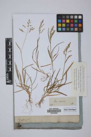Poa annua