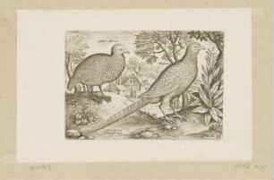 Perlhuhn und Fasan, Blatt 25 der Folge "Vögel"