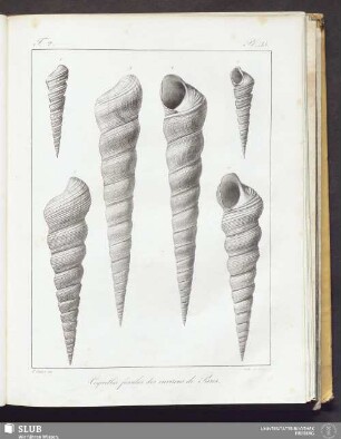 Pl. 35.