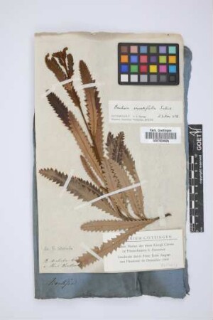 Banksia dentata W.