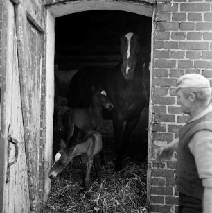 Lasbek-Dorf: Landwirtschaft: Pferdezucht Helmut Gerken: Zwillingsgeburt: Stute und beide Fohlen im Stall: Blick durch Tür: vorn rechts Mann