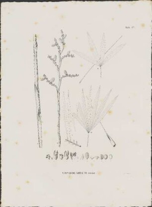 Tab. 47. Lepidocaryum tenue