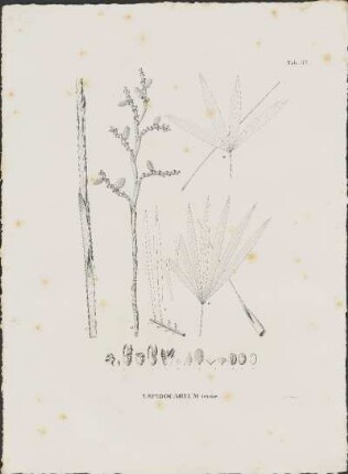 Tab. 47. Lepidocaryum tenue