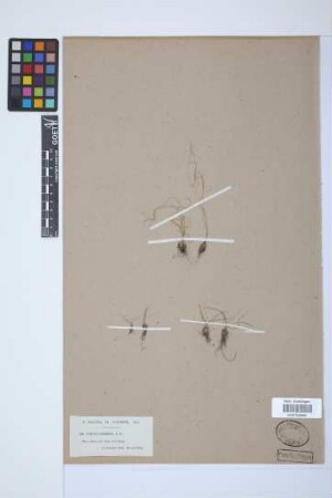 Isoetes adspersa A. Br.