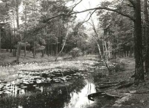 Oberlausitzer Heide. "Langer Gieser" (Jesor) südwestlich Zeißholz mit Verlandungsformation (wassergef. Hohlform im Beeich gestauchter Braunkohlenflöze)