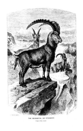 10. THE BOUQUETIN, OR STEINBOCK