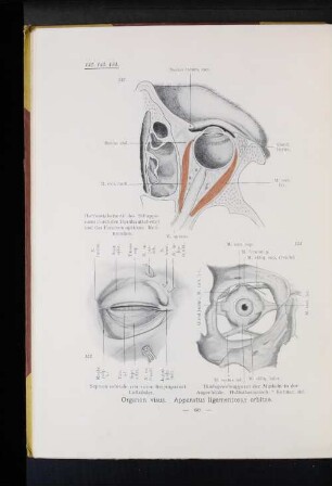 Organon visus. Apparatus ligamentosus orbitae.