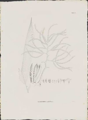 Tab. 5. Geonoma multiflora
