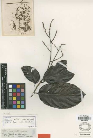 Licania polita Spruce ex Hook. f. [isotype]