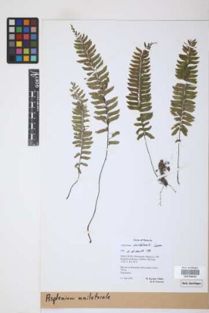 Asplenium unilaterale Lam.