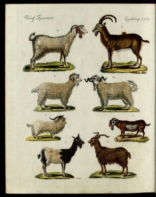 Ziegen und Boecke verschiedener Art.