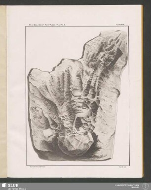 Plate XIX