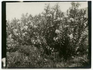 Oleander