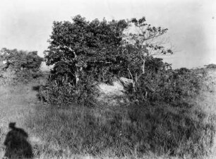 Baumgruppe : Baumgruppe um einen Stein in der Pampa