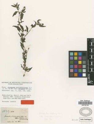 Isocarpha atriplicifolia (L.) R.Br. ex DC. var. wrightii Griseb.[isotype]