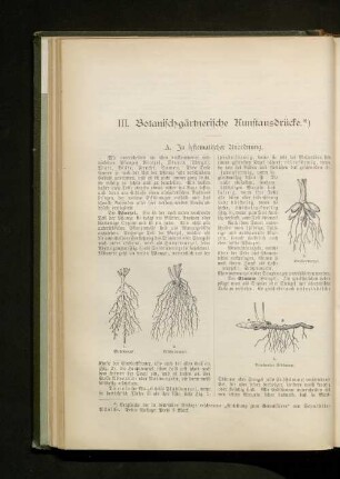 III. Botanischgärtnerische Kunstausdrücke