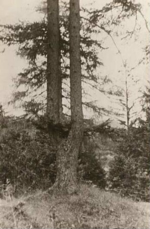 Gemeine Fichte (Rotfichte, Picea abies). Stamm mit Gabelbildung
