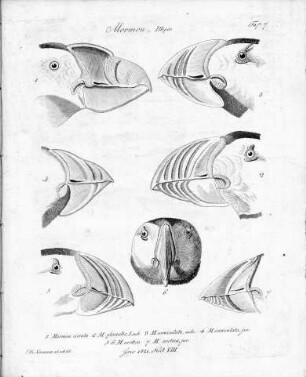 Tafel 7 zu Isis Heft VIII. 1821