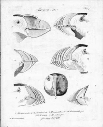 Tafel 7 zu Isis Heft VIII. 1821
