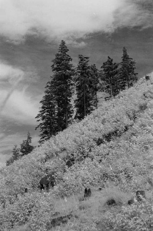 Landschaft im Harz