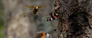 Der wilde Wald - Natur Natur sein lassen