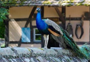 Frankreich. Alsace. Haut Rhin. Ungersheim. Ecomusee d Alsace. Pfau