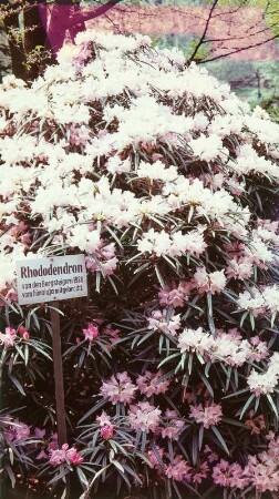 Rhododendron aus dem Himalaja : Rhododendron aus dem Himalaja, von Bergsteigern 1928 mitgebracht. Pflanzengarten Stadt Wehlen
