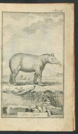TAB. XIII. Der Tapir