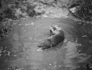 Fischotter im Wasser fressend