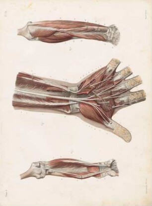 Tiefere muskuläre Nerven der Hand und des Unterarms