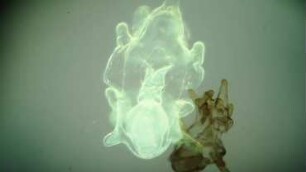 Asterias rubens, div. larvae Helgoland 2016