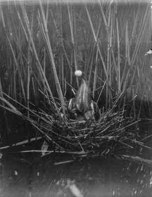 Zwergdommel : Zwergdommel (Ixobrychus minutus Linnaeus) mit einer Eischale.