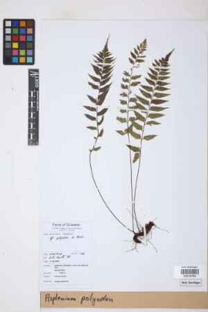 Asplenium polyodon