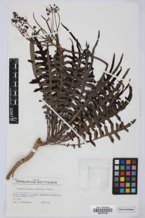 Sonchus palmensis (Sch.Bip.) Boulos
