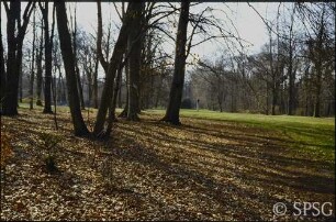 Potsdam, Park Sanssouci, Parkansicht, "Kreuzkanalbuchen".