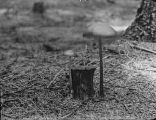 Rübling : Rübling, ein Pilz aus der Familien der Ritterlingsverwandten (Tricholomataceae R. Heim)