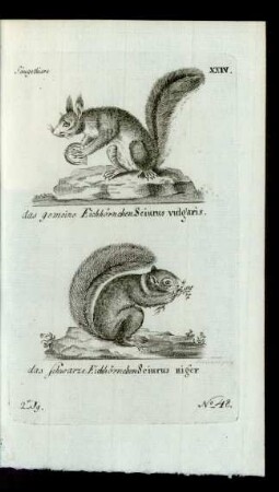 No 48. das gemeine Eichhörnchen. Sciurus vulgaris. das schwarze Eichhörnchen Sciurus niger