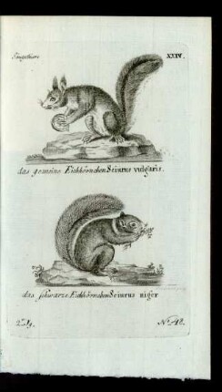 No 48. das gemeine Eichhörnchen. Sciurus vulgaris. das schwarze Eichhörnchen Sciurus niger