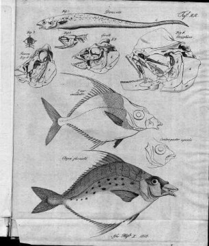Tafel 22 : zur Isis Heft X. 1818