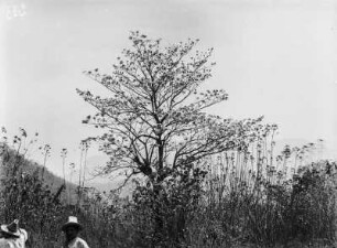 Vegetation : Vegetationsansicht in der Trockenzeit