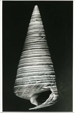 Telescopium telescopium L., Süd- und Südost-Asien