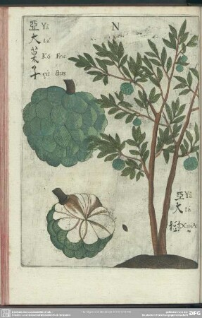 N. Ya-Ta. Fructus