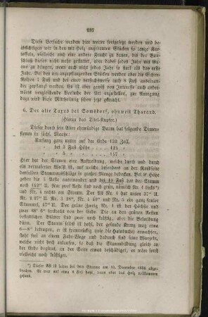 V.6. Der alte Taxus bei Somsdorf, ohnweit Tharandt