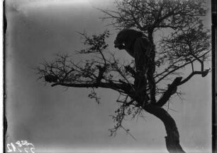 Galago (Buschbaby) und Expeditionsmitglied : Ein Expeditionsmitglied beim Filmen eines Galagos (Buschbaby) im Baum
