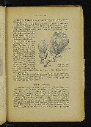 Magnolia Lenné halbe nat. Größe.