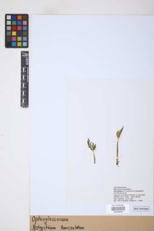 Botrychium lanceolatum
